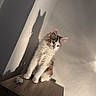 kitten, cat, calico, fluffy, long_hair, sitting, indoors, cabinet, furniture, wall, shadow, sunlight, portrait, pet, animal, whiskers, ears, green_eyes, wood_texture, dramatic_lighting