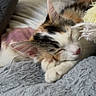 cat, calico_cat, sleeping, sleepy, resting, paw, whiskers, pink_nose, closed_eyes, furry, fluffy, blanket, bed, cozy, indoor, relaxed, pet, portrait, soft_texture, tricolor