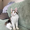 Bretzel a rejoint le concours — aidez-le/la à gagner de superbes lots ! cat, kitten, calico, pet, animal, sitting, sofa, couch, green, indoors, portrait, cute, fluffy, fur, white_fur, black_fur, orange_fur, ears, whiskers, home_decor