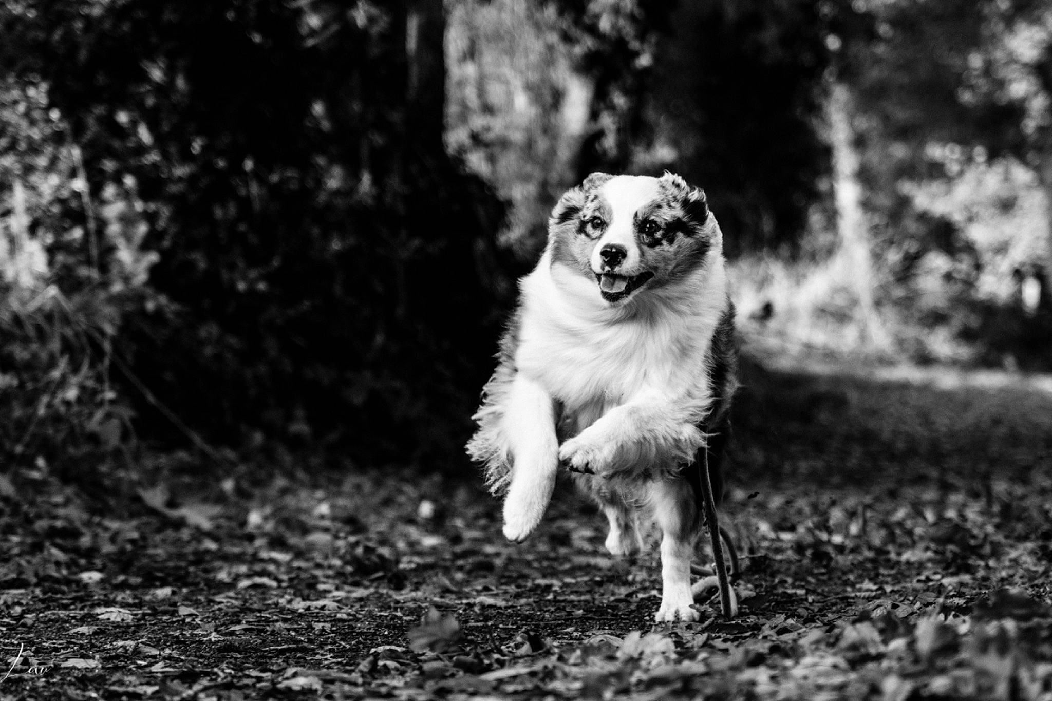 Olympe participe au concours pour gagner de l'argent avec cette photo : black_and_white, carnivore, companion_dog, dog, dog_breed, fawn, flash_photography, grass, landscape, monochrome, monochrome_photography, plant, smile, snout, sporting_group, style, terrestrial_animal, tree, vehicle, whiskers
