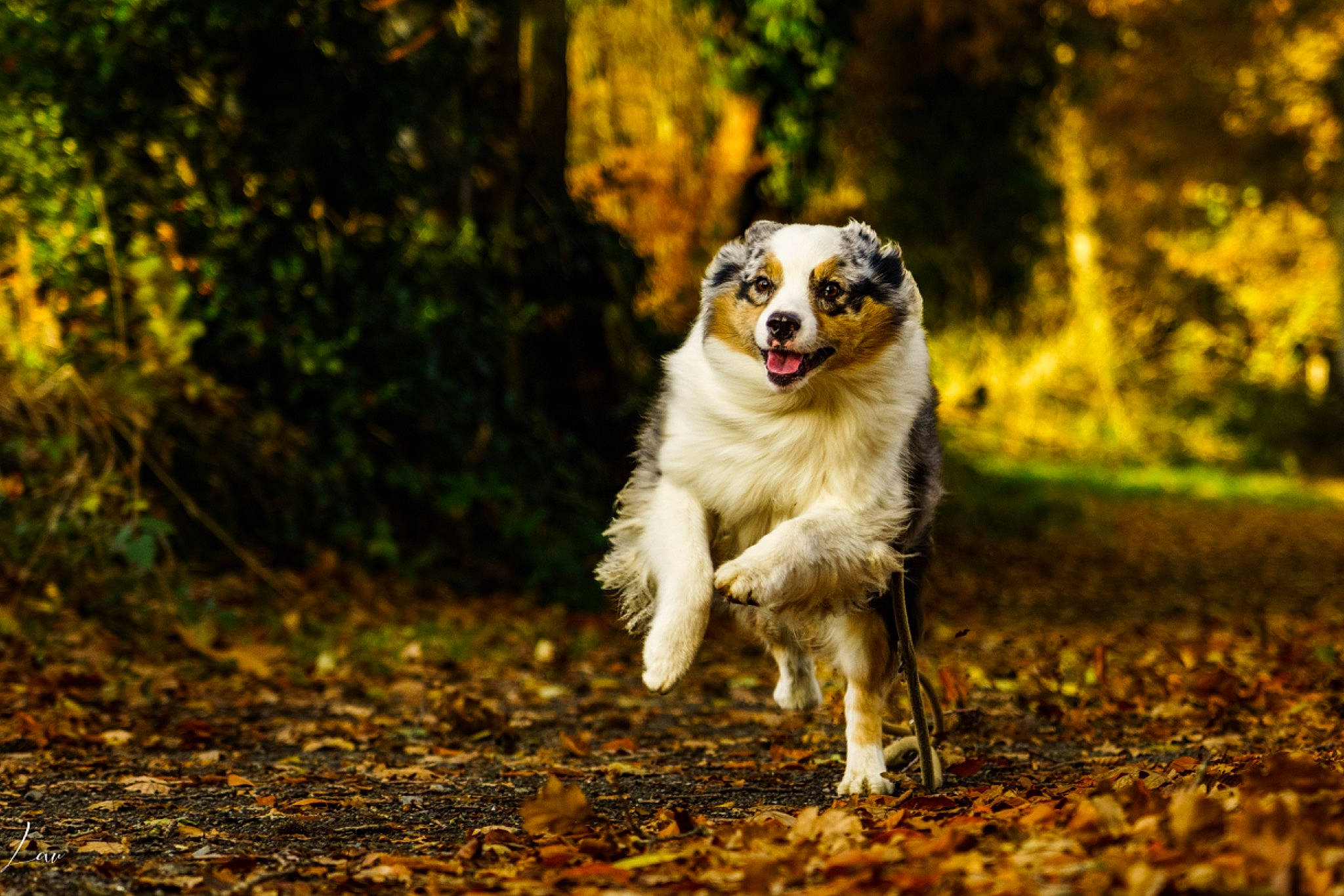 Olympe participe au concours pour gagner de l'argent avec cette photo : canidae, carnivore, companion_dog, dog, dog_breed, fawn, forest, grass, leaf, mammal, natural_landscape, plant, snout, soil, sporting_group, terrestrial_animal, tree, whiskers, wood, woodland