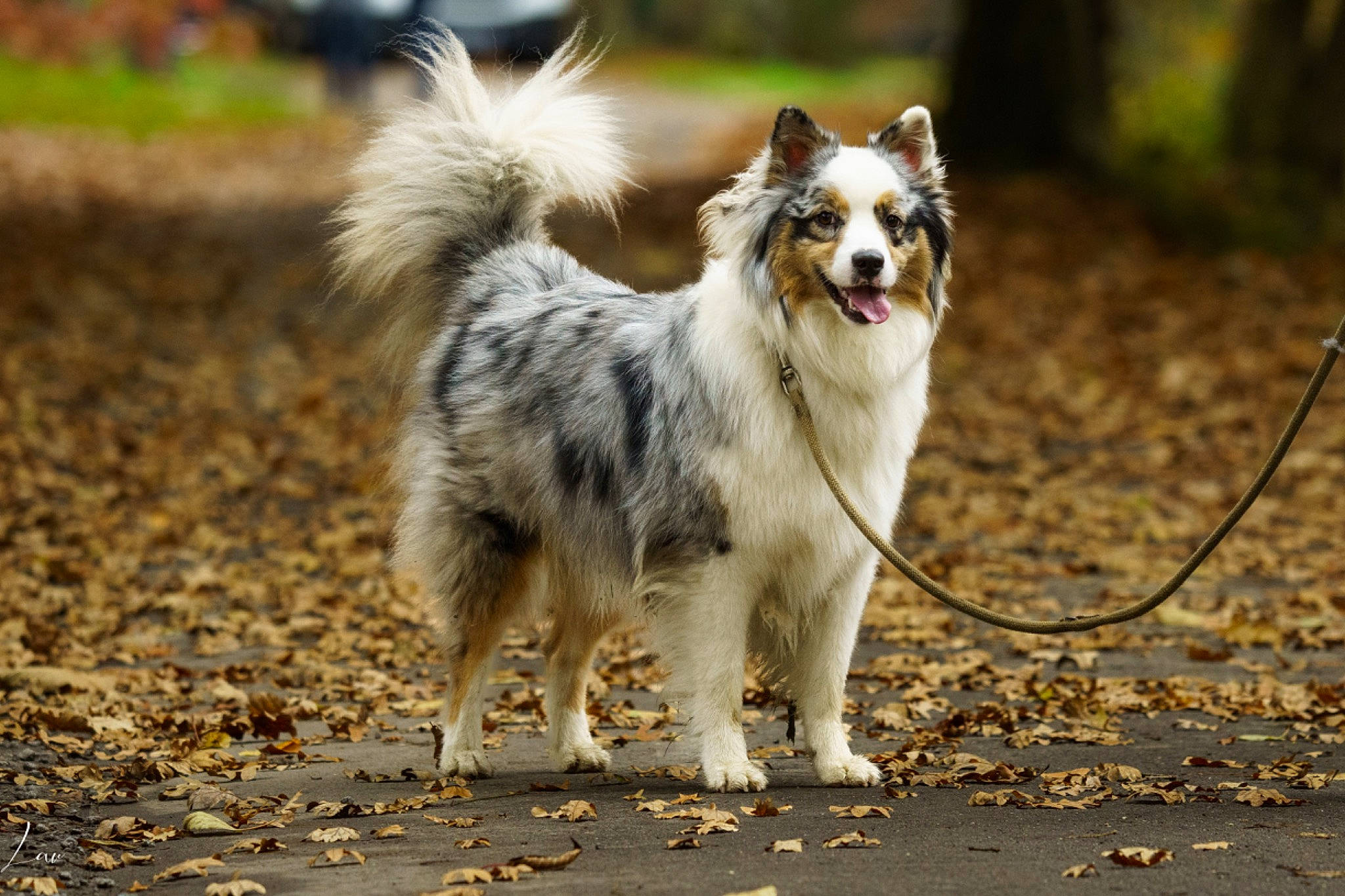 Olympe participe au concours pour gagner de l'argent avec cette photo : canidae, carnivore, collar, companion_dog, dog, dog_breed, dog_supply, fur, grass, leash, plant, road_surface, soil, sporting_group, tail, terrestrial_animal, tree, whiskers, working_animal, working_dog