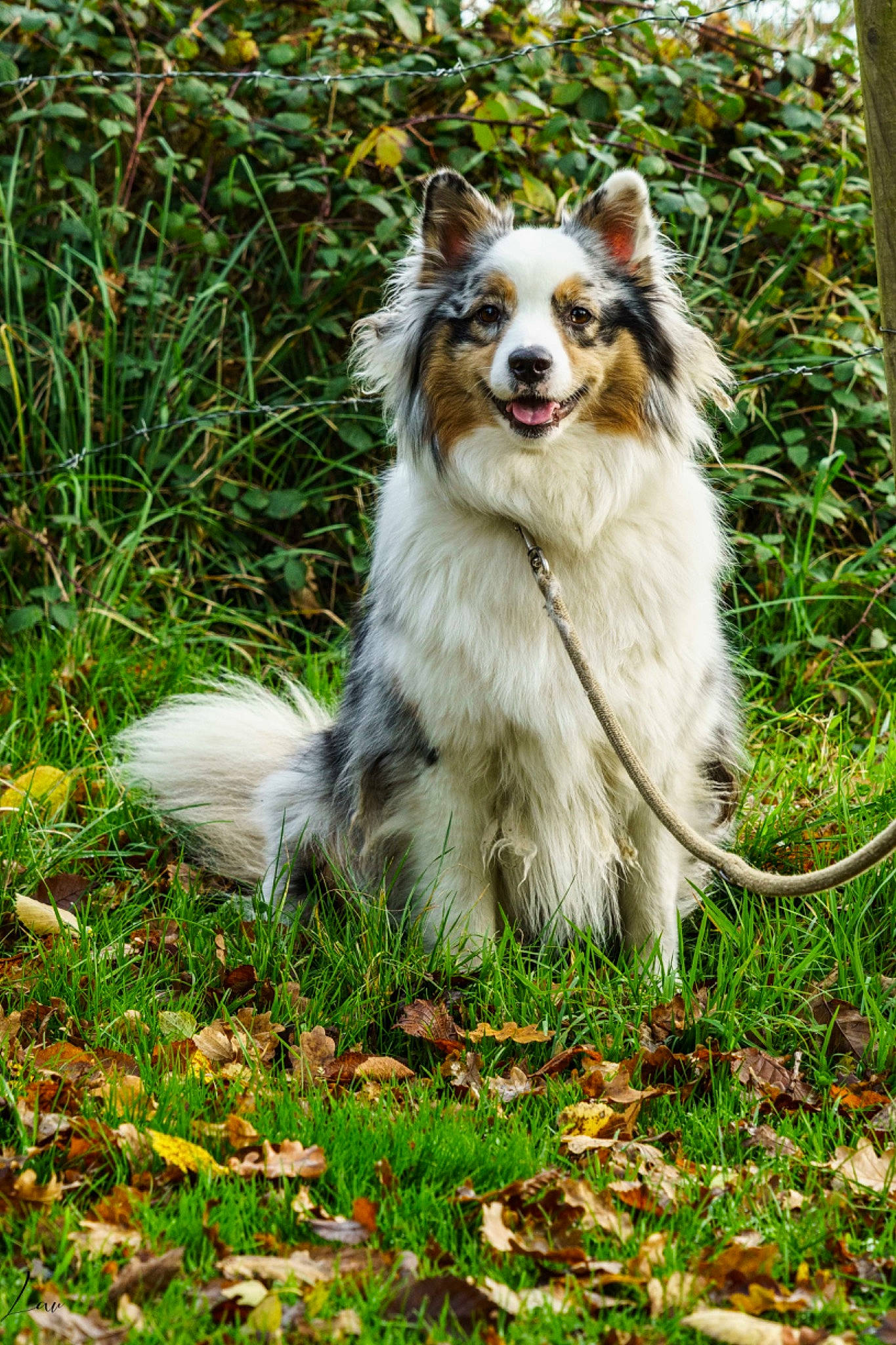 Olympe a rejoint le concours — aidez-le/la à gagner de superbes lots ! canidae, carnivore, companion_dog, dog, dog_breed, grass, groundcover, plant, snout, sporting_group, tail, terrestrial_animal, tree, whiskers, wildlife, working_animal, working_dog