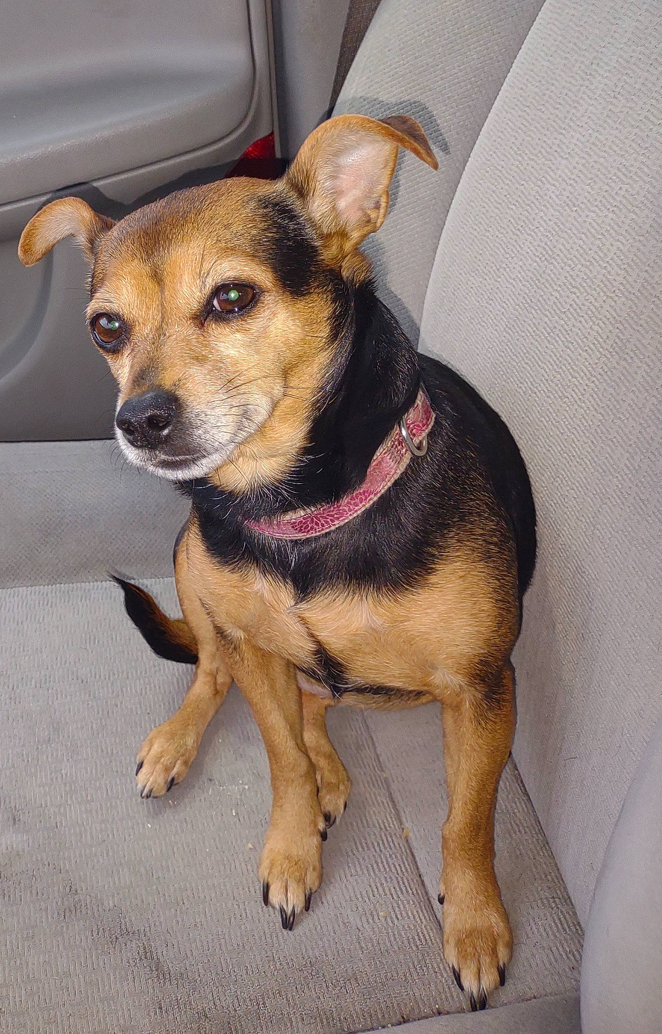 Jewels is registered to the contest to win money with this photo: canidae, carnivore, collar, companion_dog, corgi_chihuahua, dog, dog_breed, dog_supply, fawn, fur, paw, puppy, sporting_group, terrestrial_animal, toy_dog, whiskers, working_animal, working_dog