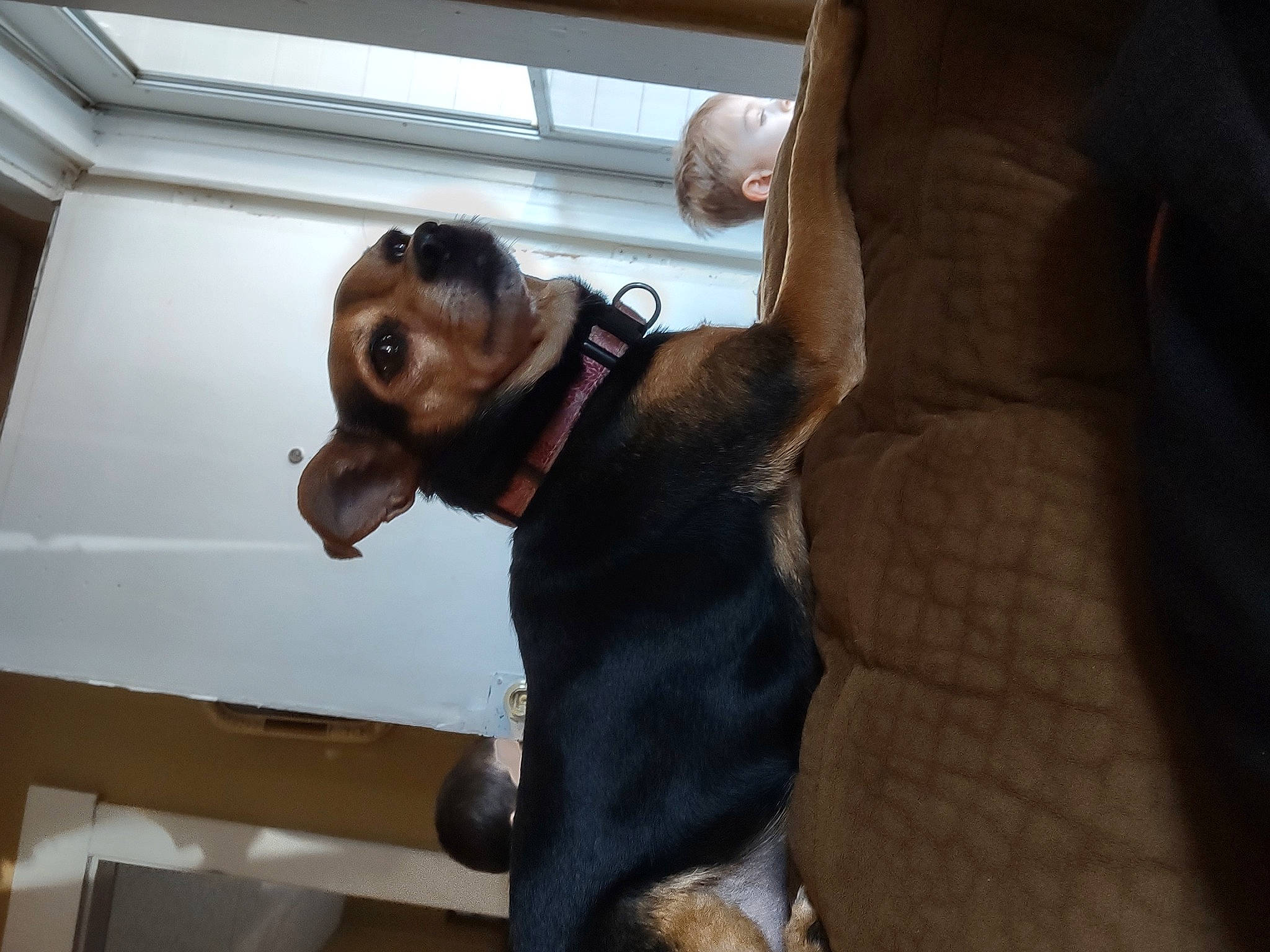 Jewels is registered to the contest to win money with this photo: canidae, carnivore, collar, comfort, companion_dog, dog, dog_breed, ear, fawn, fur, liver, pet_supply, puppy, snout, sporting_group, toy_dog, whiskers, wood, working_animal, working_dog