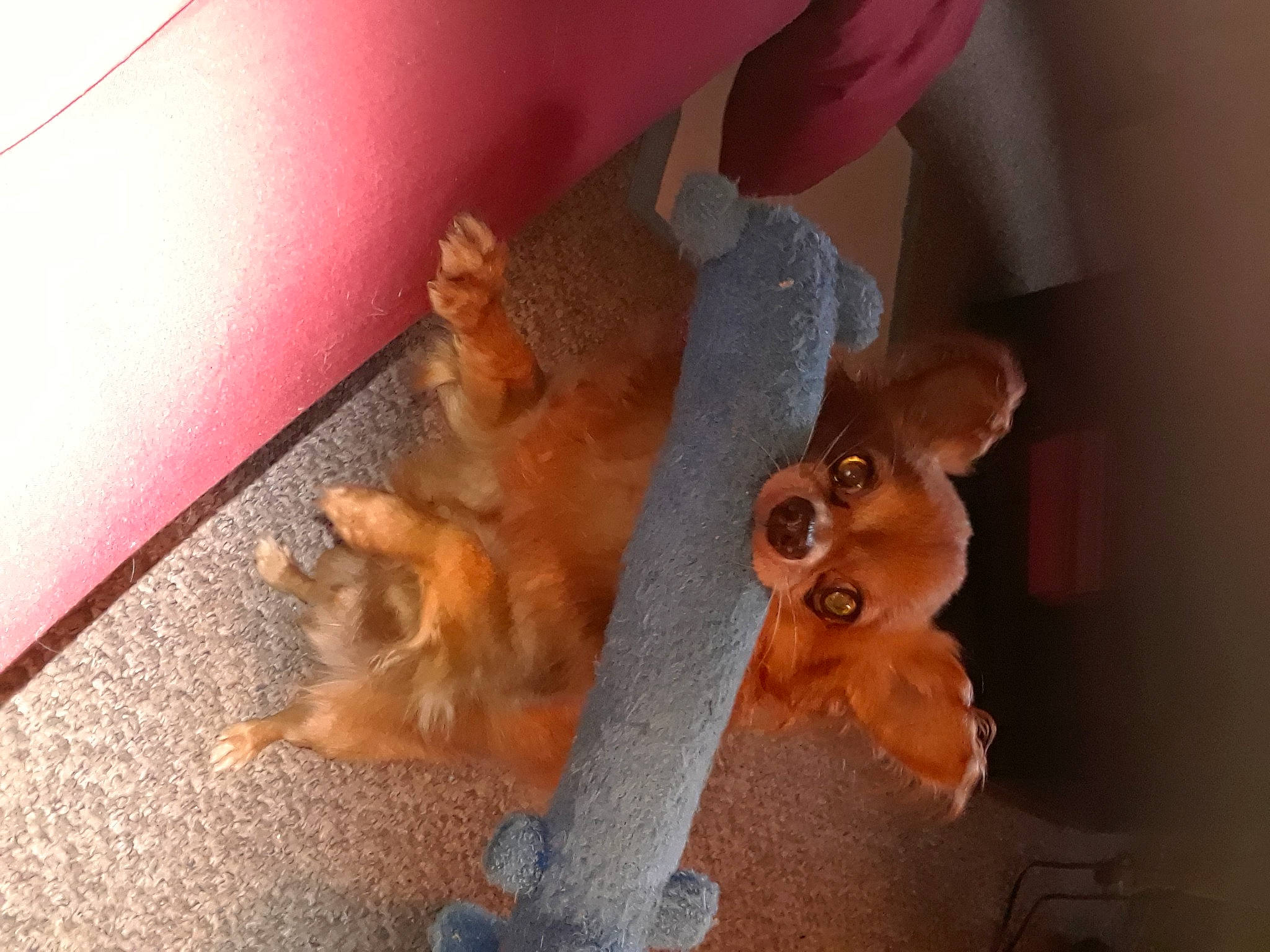 Ferby is registered to the contest to win money with this photo: carnivore, companion_dog, dog, dog_breed, fawn, felidae, flooring, fur, human_leg, paw, petal, pomeranian, small_to_medium_sized_cats, snout, spitz, sporting_group, tail, toy_dog, whiskers, wood