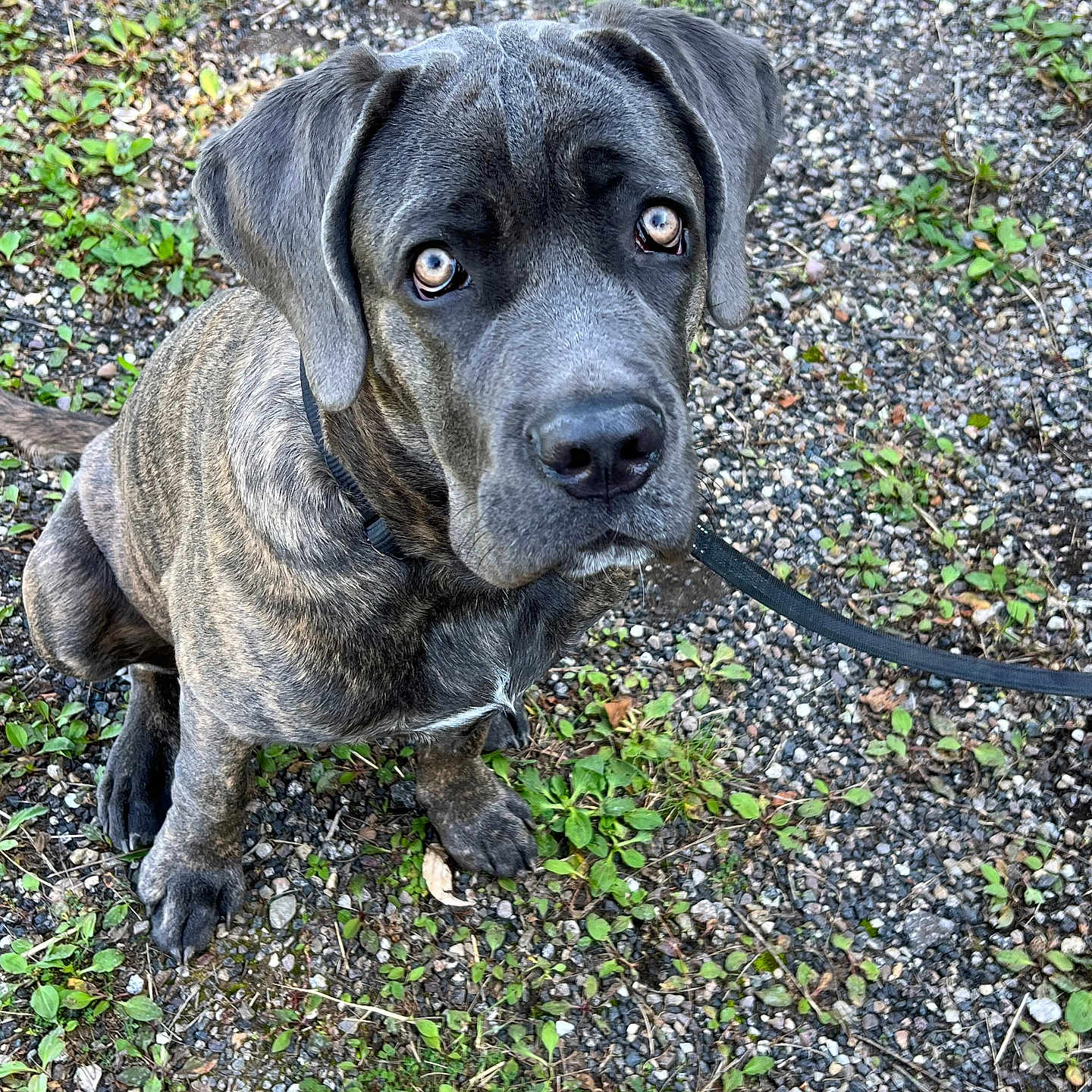 Rio participe au concours pour gagner de l'argent avec cette photo : accessories, animal, boxer, bulldog, canine, dog, grass, gravel, greatdane, hound, labradorretriever, leash, pebble, pet, pitbull, plant, puppy, road, rock, strap