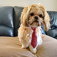 Tater Tot is registered to the contest to win money with this photo: dog, small_dog, tie, striped_tie, fluffy, pet, indoor, couch, leather_couch, blanket, beige_blanket, cute, portrait, animal, furry, domestic_animal, looking_away, standing, living_room, household