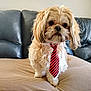 dog, small_dog, tie, striped_tie, fluffy, pet, indoor, couch, leather_couch, blanket, beige_blanket, cute, portrait, animal, furry, domestic_animal, looking_away, standing, living_room, household