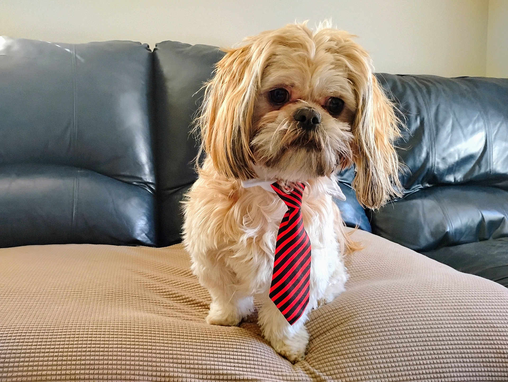 Tater Tot is registered to the contest to win money with this photo: dog, small_dog, tie, striped_tie, fluffy, pet, indoor, couch, leather_couch, blanket, beige_blanket, cute, portrait, animal, furry, domestic_animal, looking_away, standing, living_room, household