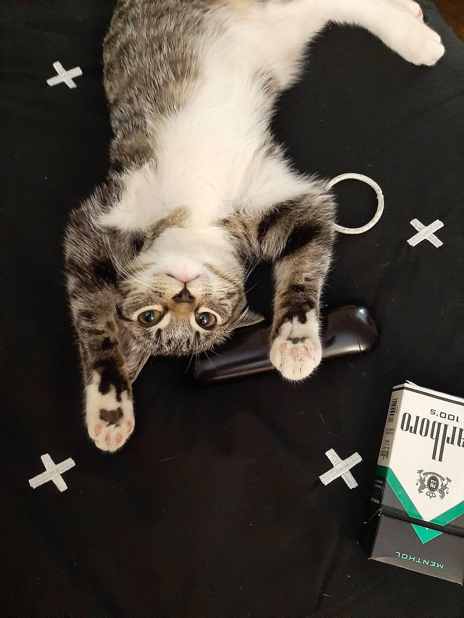 Kiki is registered to the contest to win money with this photo: canidae, carnivore, cat, claw, comfort, companion_dog, dog_breed, domestic_short_haired_cat, eyewear, felidae, font, fur, linens, nap, paw, small_to_medium_sized_cats, snout, sporting_group, tail, whiskers