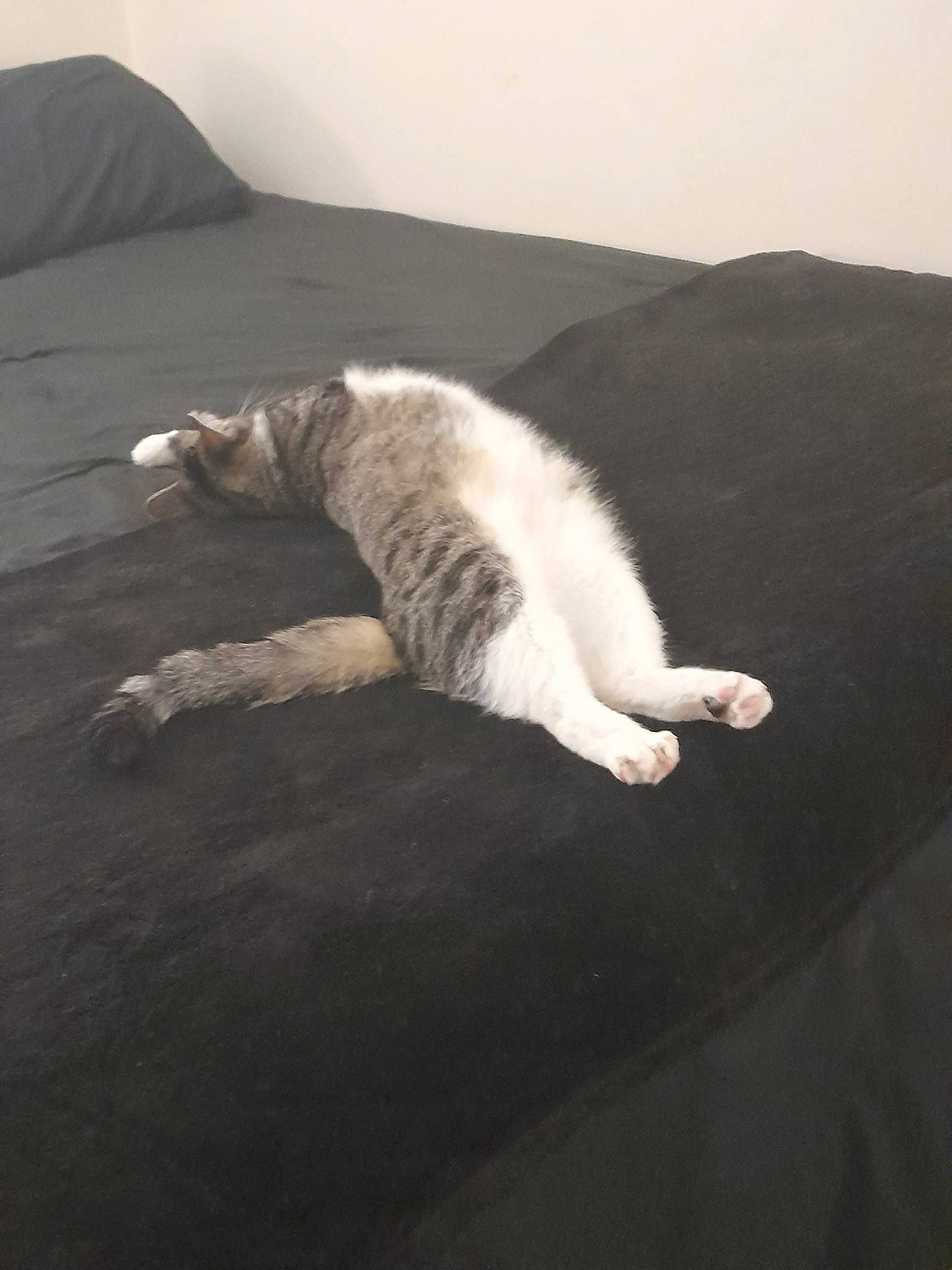 Kiki joined the competition — help win amazing prizes! asphalt, carnivore, cat, comfort, darkness, domestic_short_haired_cat, felidae, fur, grey, monochrome, monochrome_photography, nap, ocean, paw, room, sand, small_to_medium_sized_cats, tail, whiskers, wood