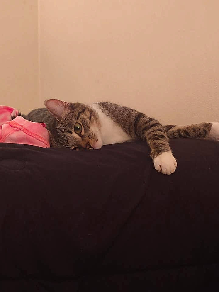 Kiki is registered to the contest to win money with this photo: beard, bed, carnivore, cat, comfort, facial_hair, felidae, flooring, fur, glasses, grey, hardwood, human_leg, leg, linens, sitting, small_to_medium_sized_cats, tail, whiskers, wood