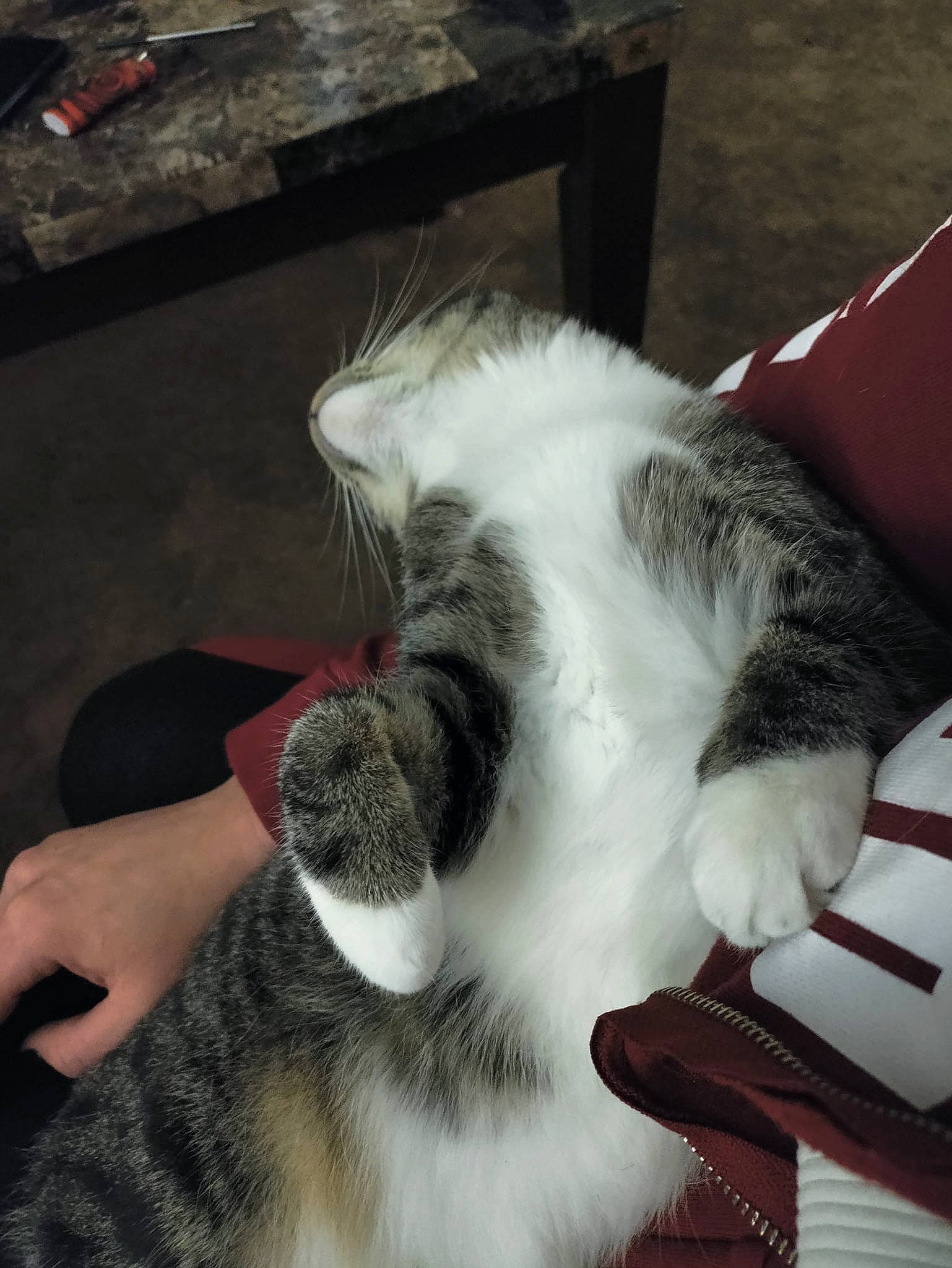 Kiki is registered to the contest to win money with this photo: carmine, carnivore, cat, chair, claw, cloud, comfort, domestic_short_haired_cat, felidae, flooring, foot, fur, human_leg, lap, mammal, paw, small_to_medium_sized_cats, snout, tail, whiskers