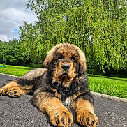 Bosko a rejoint le concours — aidez-le/la à gagner de superbes lots ! dog, puppy, outdoor, grass, tree, pavement, canine, fluffy, nature, young_dog, pet, animal, relaxed, lying_down, close_up, summer, greenery, park, cute, adorable