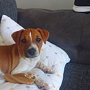 Judie joined the competition — help win amazing prizes! puppy, dog, couch, pillow, chew_toy, brown, white, indoor, pet, canine, resting, looking, curious, fabric, footwear, casual, domestic, animal, furniture, relaxed