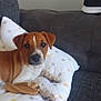puppy, dog, couch, pillow, chew_toy, brown, white, indoor, pet, canine, resting, looking, curious, fabric, footwear, casual, domestic, animal, furniture, relaxed