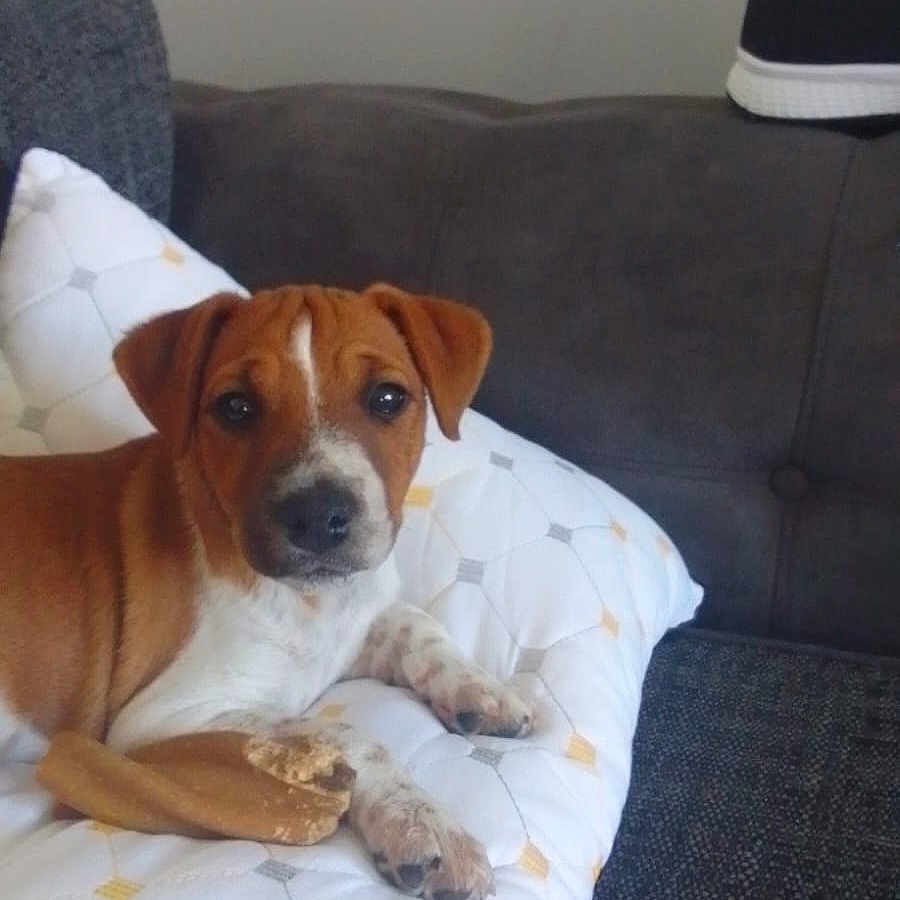 Judie joined the competition — help win amazing prizes! animal, brown, canine, casual, chew_toy, couch, curious, dog, domestic, fabric, footwear, furniture, indoor, looking, pet, pillow, puppy, relaxed, resting, white