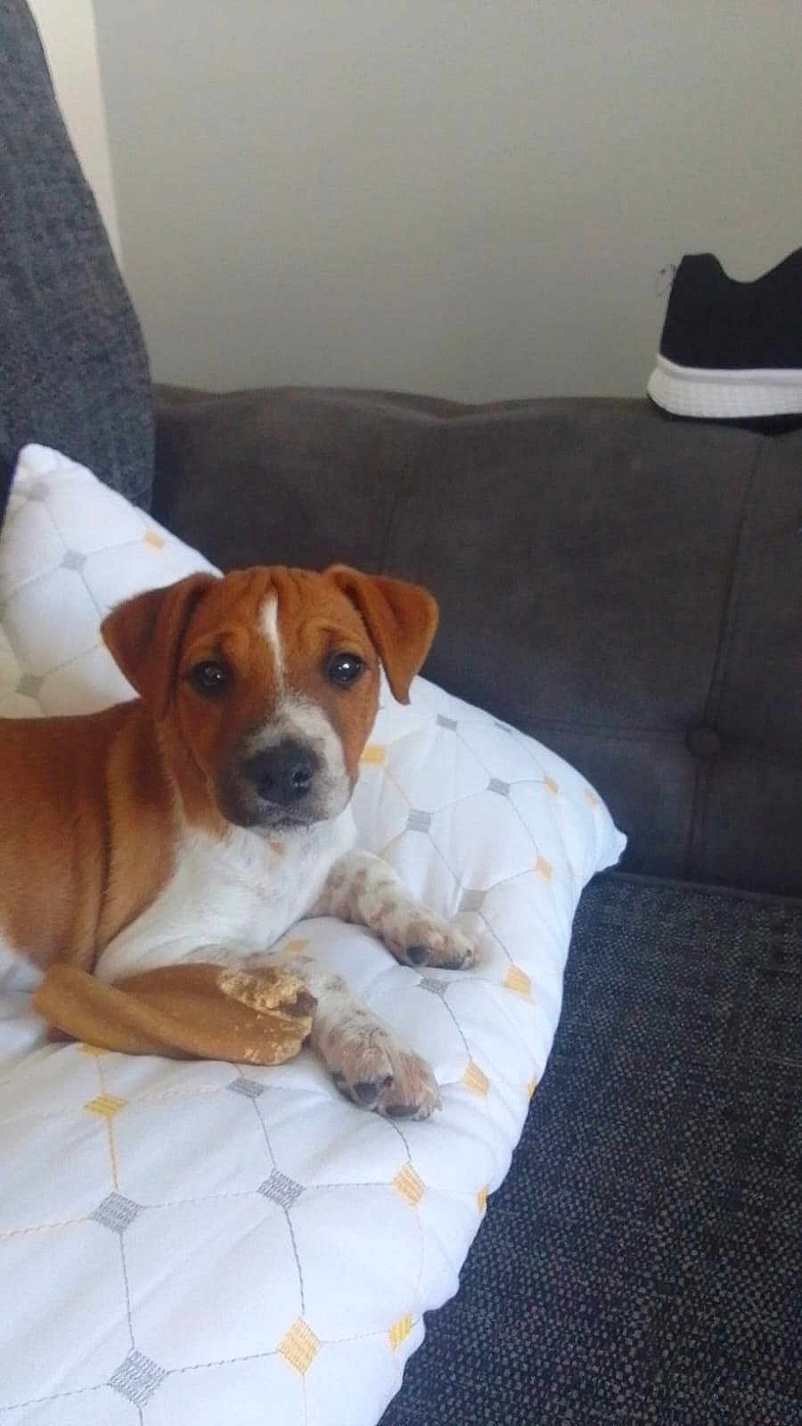 Judie joined the competition — help win amazing prizes! puppy, dog, couch, pillow, chew_toy, brown, white, indoor, pet, canine, resting, looking, curious, fabric, footwear, casual, domestic, animal, furniture, relaxed