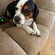 Cash joined the competition — help win amazing prizes! dog, beige_chair, plush_furniture, indoor, wooden_floor, toy_ball, relaxed, pet, canine, brown_white_black_fur, close_up, resting, domestic_animal, comfort, quiet, calm, living_room, animal, paw, nail