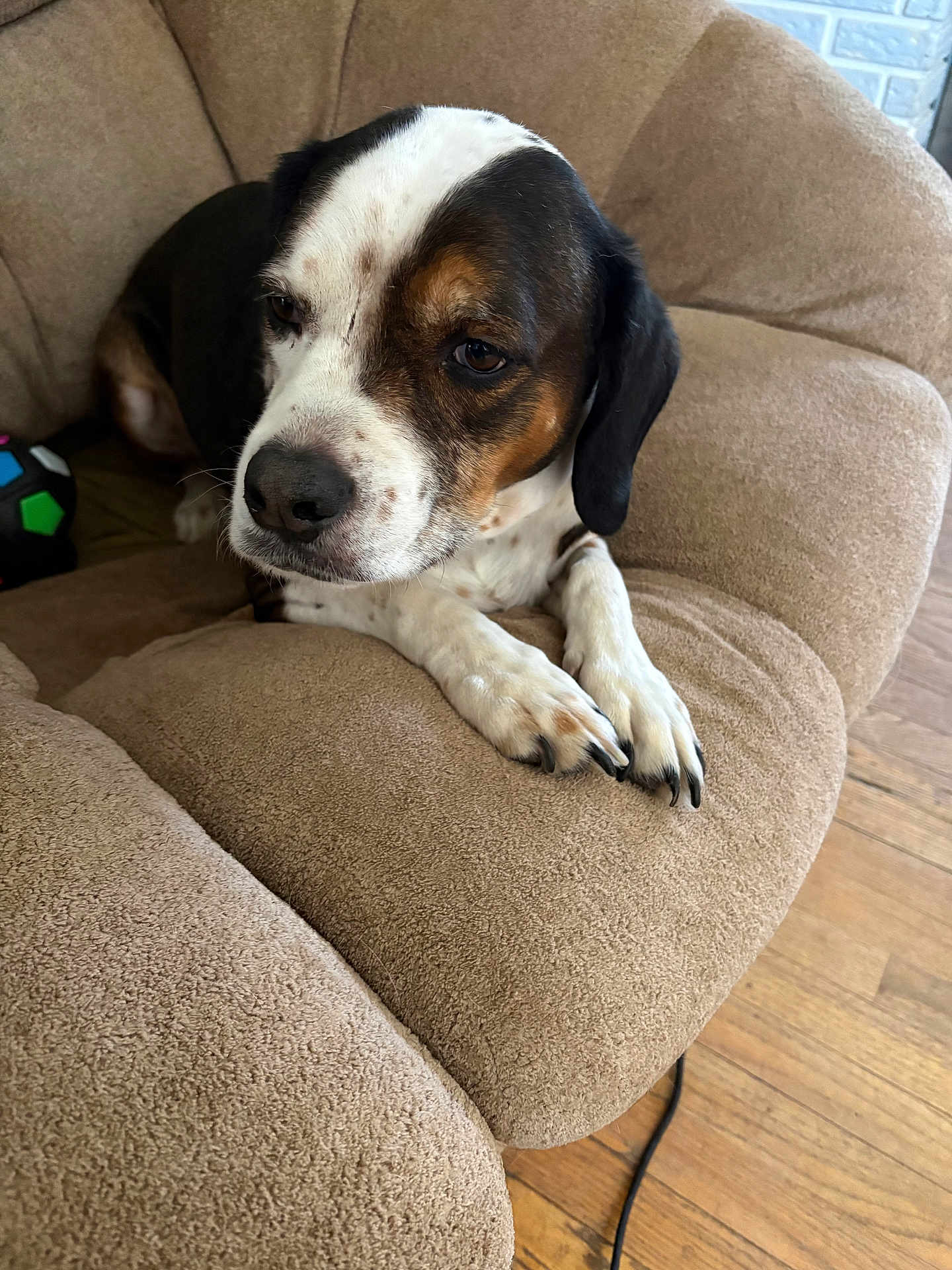 Cash joined the competition — help win amazing prizes! dog, beige_chair, plush_furniture, indoor, wooden_floor, toy_ball, relaxed, pet, canine, brown_white_black_fur, close_up, resting, domestic_animal, comfort, quiet, calm, living_room, animal, paw, nail