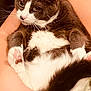 Astrid joined the competition — help win amazing prizes! cat, animal, pet, feline, gray_and_white, fur, whiskers, paw, tail, cute, domestic, relaxed, indoors, person, holding, arms, close_up, mammal, cozy, resting