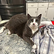 Astrid joined the competition — help win amazing prizes! cat, gray_cat, white_cat, indoor, kitchen, countertop, plaid_shirt, feline, pet, domestic_animal, table_surface, relaxed, curious, fur, whiskers, animal, household, cabinet, appliance, casual