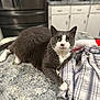 cat, gray_cat, white_cat, indoor, kitchen, countertop, plaid_shirt, feline, pet, domestic_animal, table_surface, relaxed, curious, fur, whiskers, animal, household, cabinet, appliance, casual
