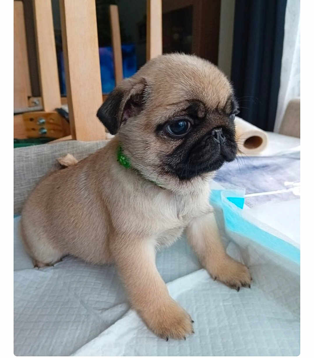 Alys a rejoint le concours — aidez-le/la à gagner de superbes lots ! puppy, dog, pug, indoor, pet, cute, young, animal, fur, collar, small, brown, black_face, table, household, curious, standing, soft_pad, furniture, closeup