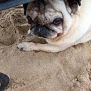 Lady a rejoint le concours — aidez-le/la à gagner de superbes lots ! dog, pug, sand, beach, paw, closeup, animal, pet, resting, shade, snout, fur, cute, outdoor, canine, relaxed, portrait, summer, texture, nature