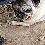 dog, pug, sand, beach, paw, closeup, animal, pet, resting, shade, snout, fur, cute, outdoor, canine, relaxed, portrait, summer, texture, nature