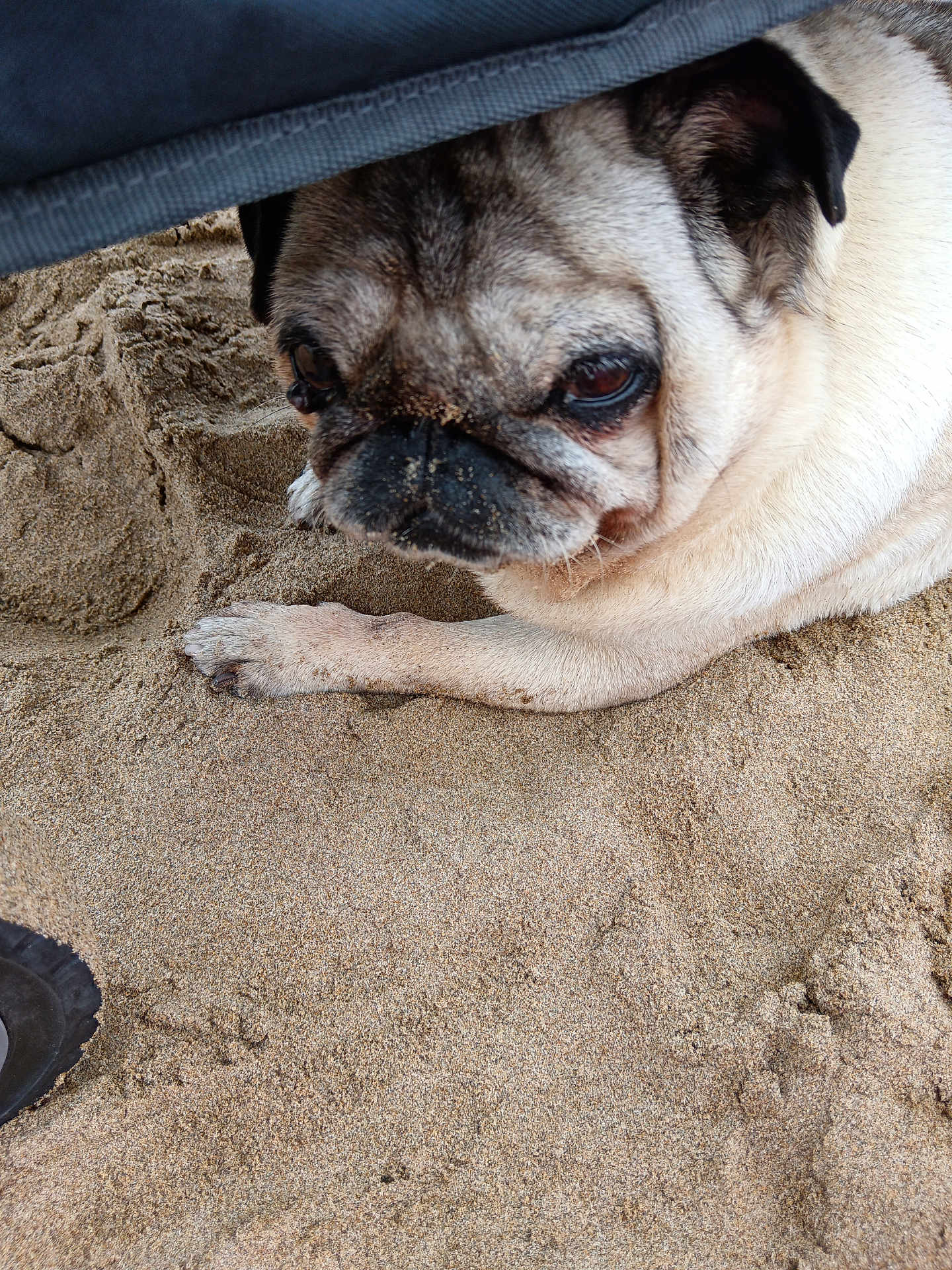 Lady a rejoint le concours — aidez-le/la à gagner de superbes lots ! dog, pug, sand, beach, paw, closeup, animal, pet, resting, shade, snout, fur, cute, outdoor, canine, relaxed, portrait, summer, texture, nature