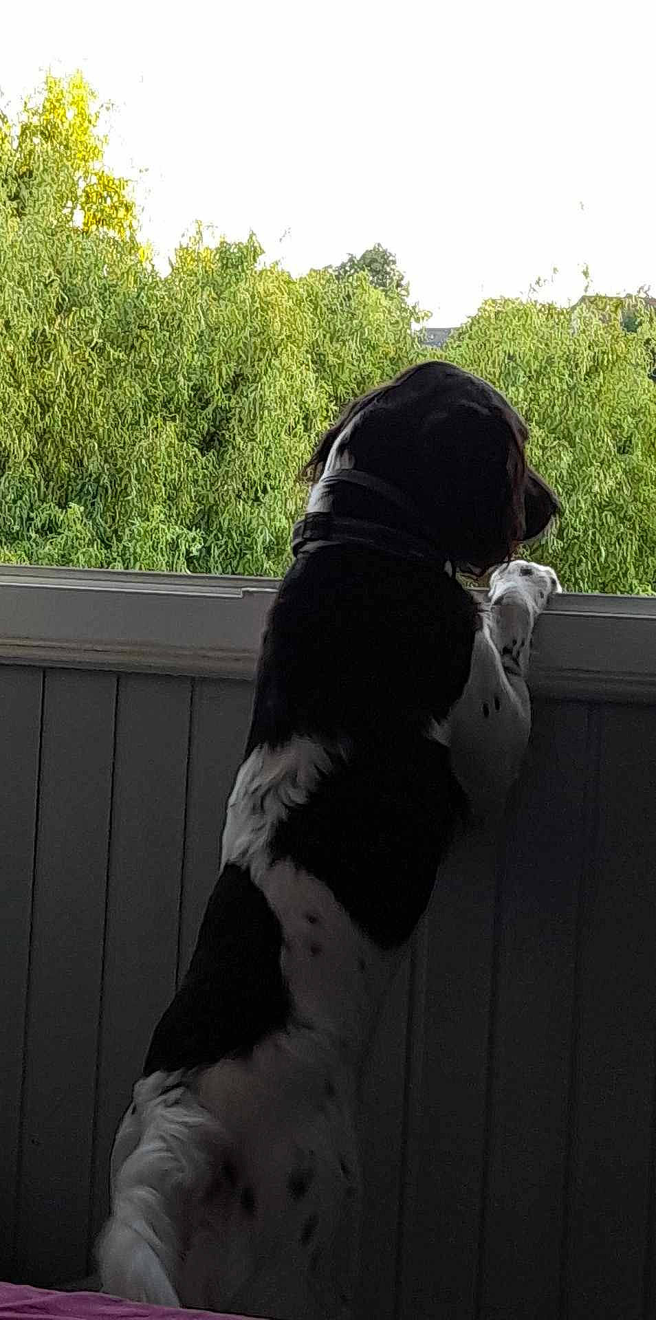 Paris participe au concours pour gagner de l'argent avec cette photo : canidae, carnivore, companion_dog, dog, dog_breed, dog_collar, fawn, fur, grass, human_leg, personal_protective_equipment, plant, shade, sky, snout, sporting_group, tail, tints_and_shades, tree, working_animal