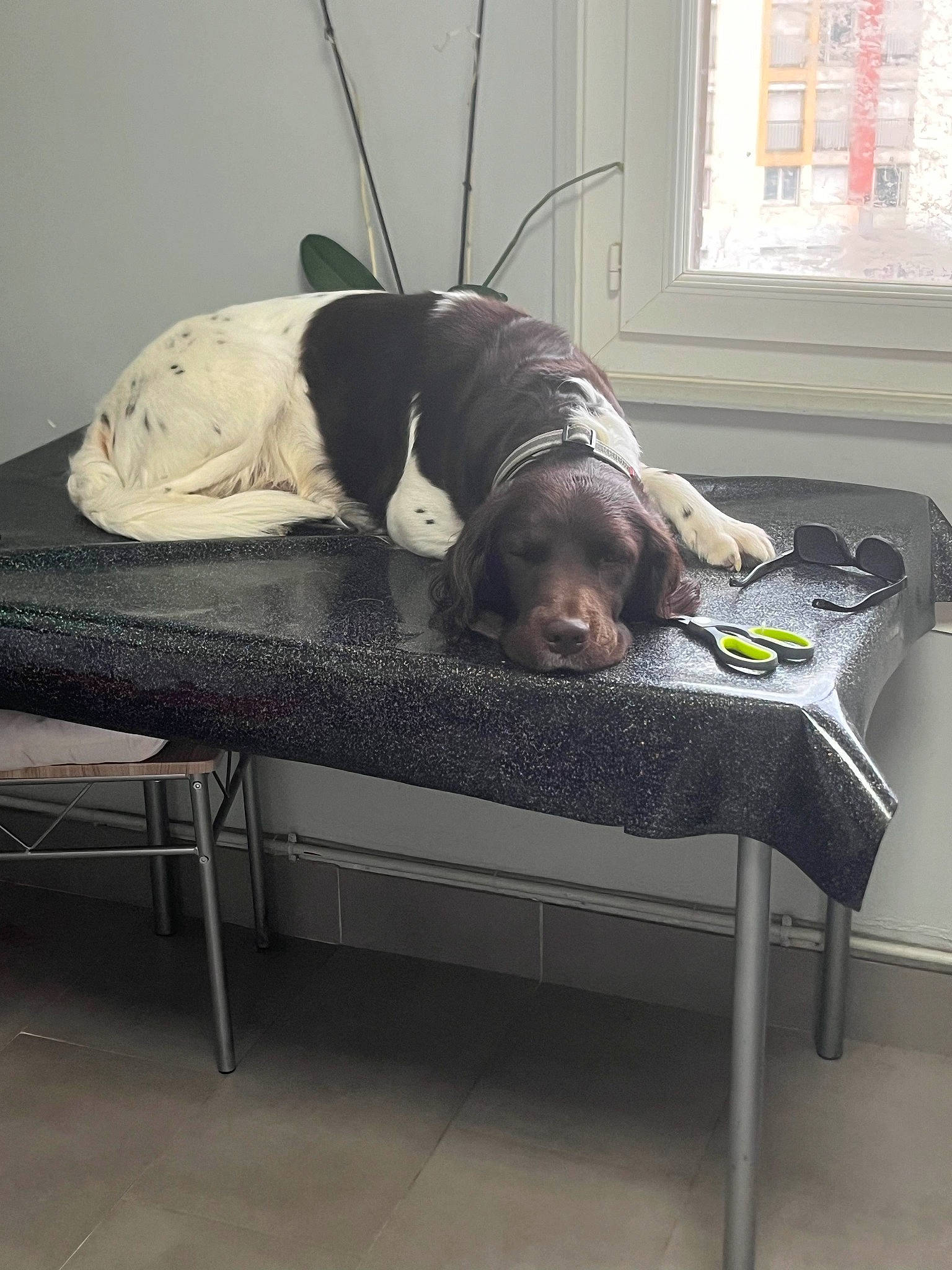 Paris a rejoint le concours — aidez-le/la à gagner de superbes lots ! carnivore, comfort, companion_dog, curtain, dog, dog_breed, felidae, floor, flooring, grey, linens, room, sitting, small_to_medium_sized_cats, sporting_group, studio_couch, table, tail, whiskers, window