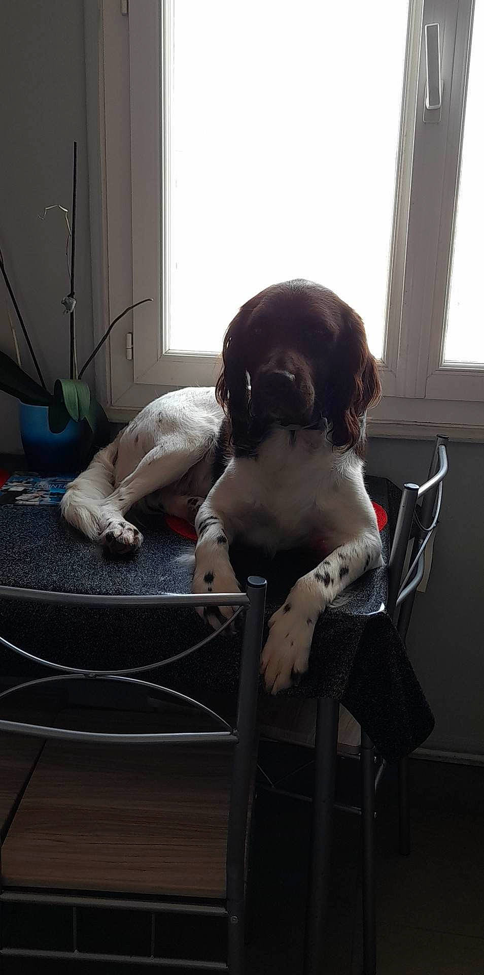 Paris a rejoint le concours — aidez-le/la à gagner de superbes lots ! barechested, canidae, carnivore, chair, comfort, companion_dog, dog, dog_breed, fawn, flooring, fur, human_leg, liver, mammal, sitting, snout, sporting_group, tail, window, working_animal