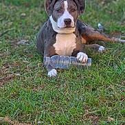 Pepper is registered to the contest to win money with this photo: dog, grass, outdoor, pet, animal, bottle, paw, lying_down, white_chest, gray_coat, ears, face, nature, daylight, focus, portrait, canine, snout, fur, relaxed