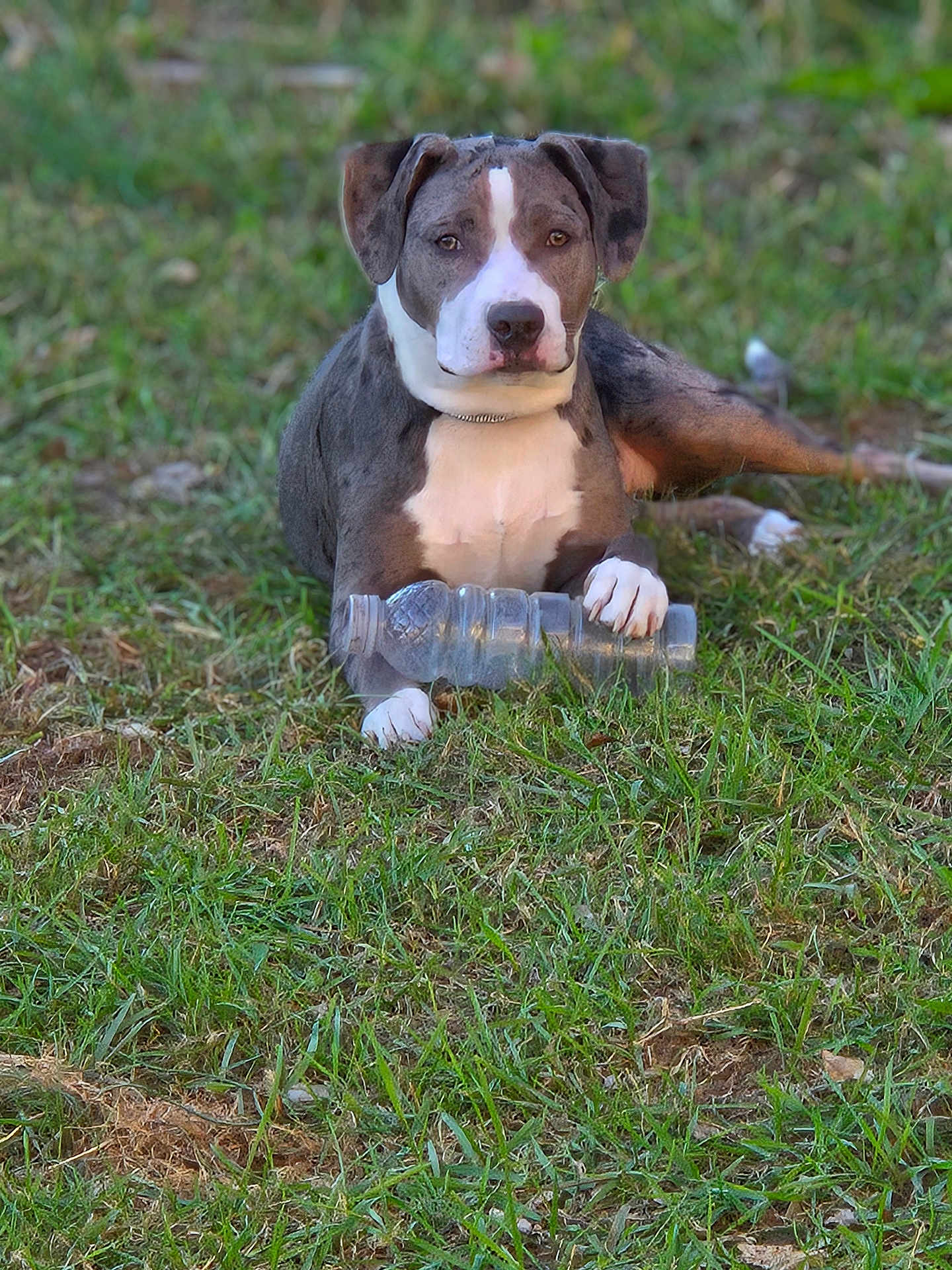 Pepper is registered to the contest to win money with this photo: dog, grass, outdoor, pet, animal, bottle, paw, lying_down, white_chest, gray_coat, ears, face, nature, daylight, focus, portrait, canine, snout, fur, relaxed