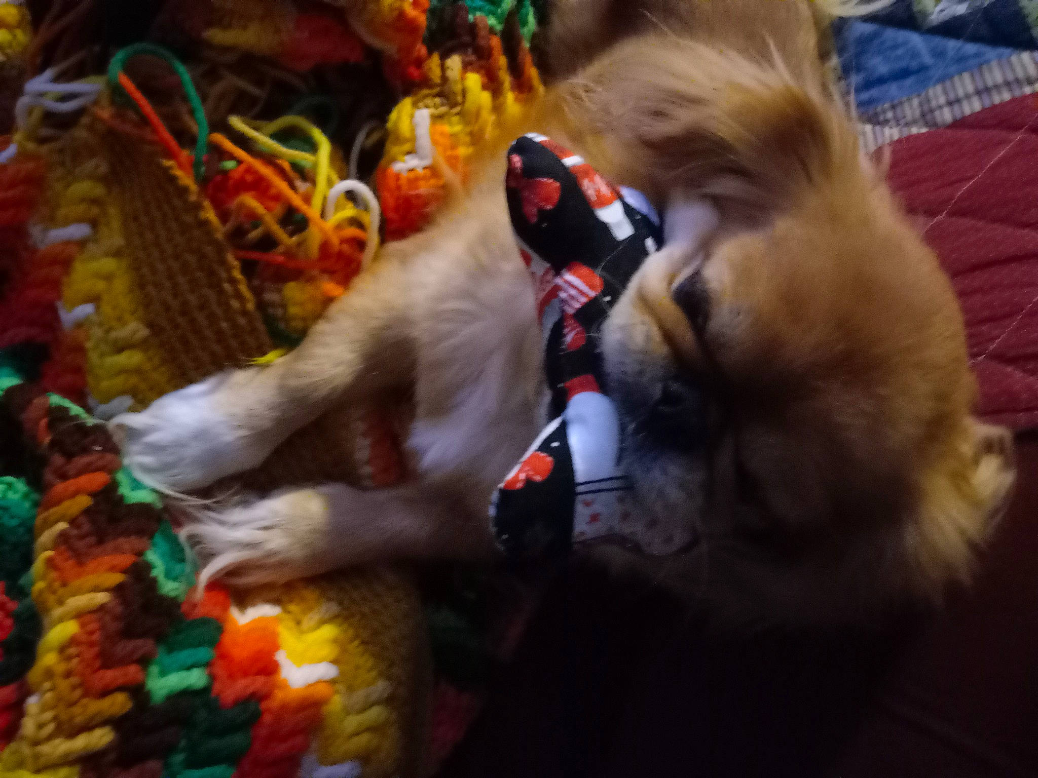 Zaya is registered to the contest to win money with this photo: art, carnivore, companion_dog, dog, dog_breed, event, fawn, felidae, fun, fur, german_spitz, paw, spitz, sporting_group, stuffed_toy, tail, toy_dog, whiskers, wool, working_animal