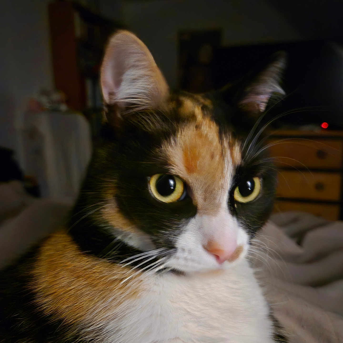 Tina participe au concours pour gagner de l'argent avec cette photo : abyssinian, animal, blackcat, bookcase, brasssection, cat, furniture, hardwood, horn, kitten, manx, musicalinstrument, pet, plywood, shelf, siamese, wood