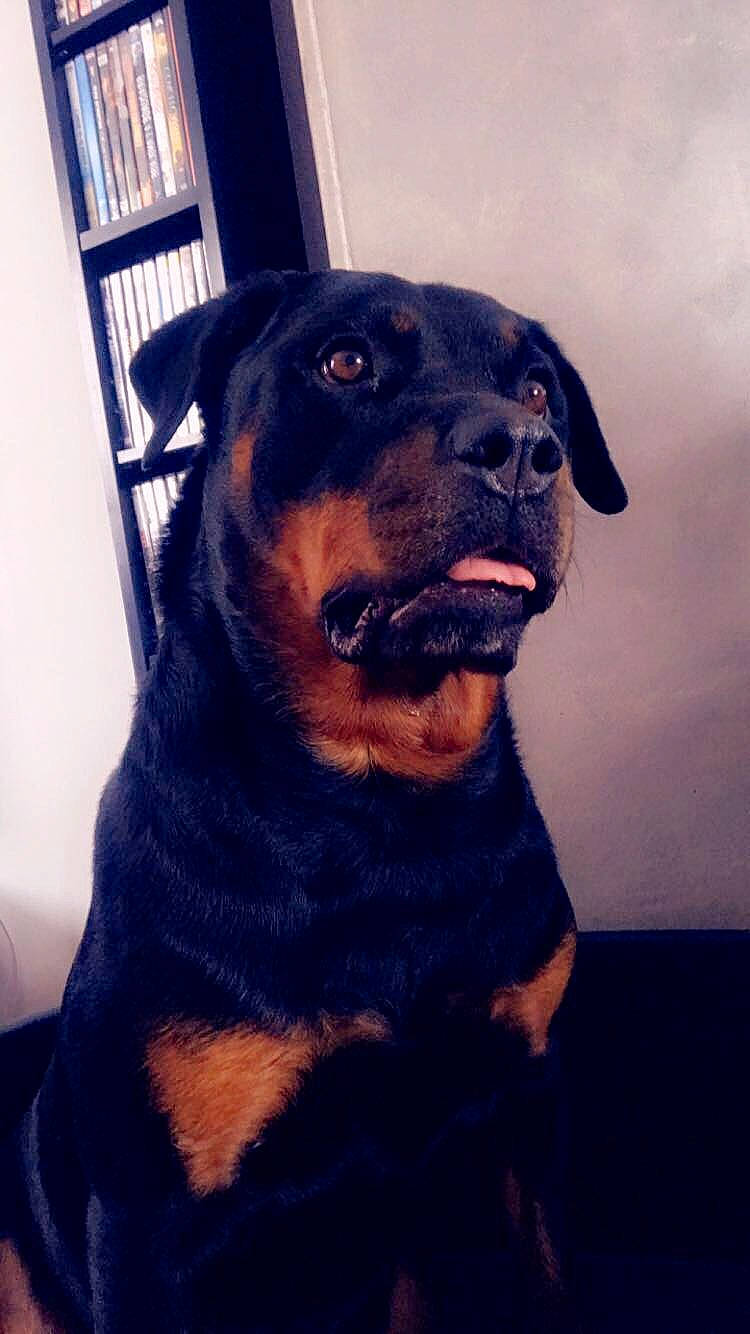 Inna participe au concours pour gagner de l'argent avec cette photo : austrian_black_and_tan_hound, black_and_tan_terrier, canidae, carlin_pinscher, carnivore, companion_dog, dog, dog_breed, fawn, german_pinscher, huntaway, mammal, molosser, nose, puppy, rottweiler, snout, vertebrate, working_dog