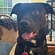 Bear Negri is registered to the contest to win money with this photo: dog, black_dog, tongue_out, indoor, couch, living_room, window, chair, shelf, pet, collar, tag, happy, animal, domestic_animal, fur, ears, nose, mouth, tongue