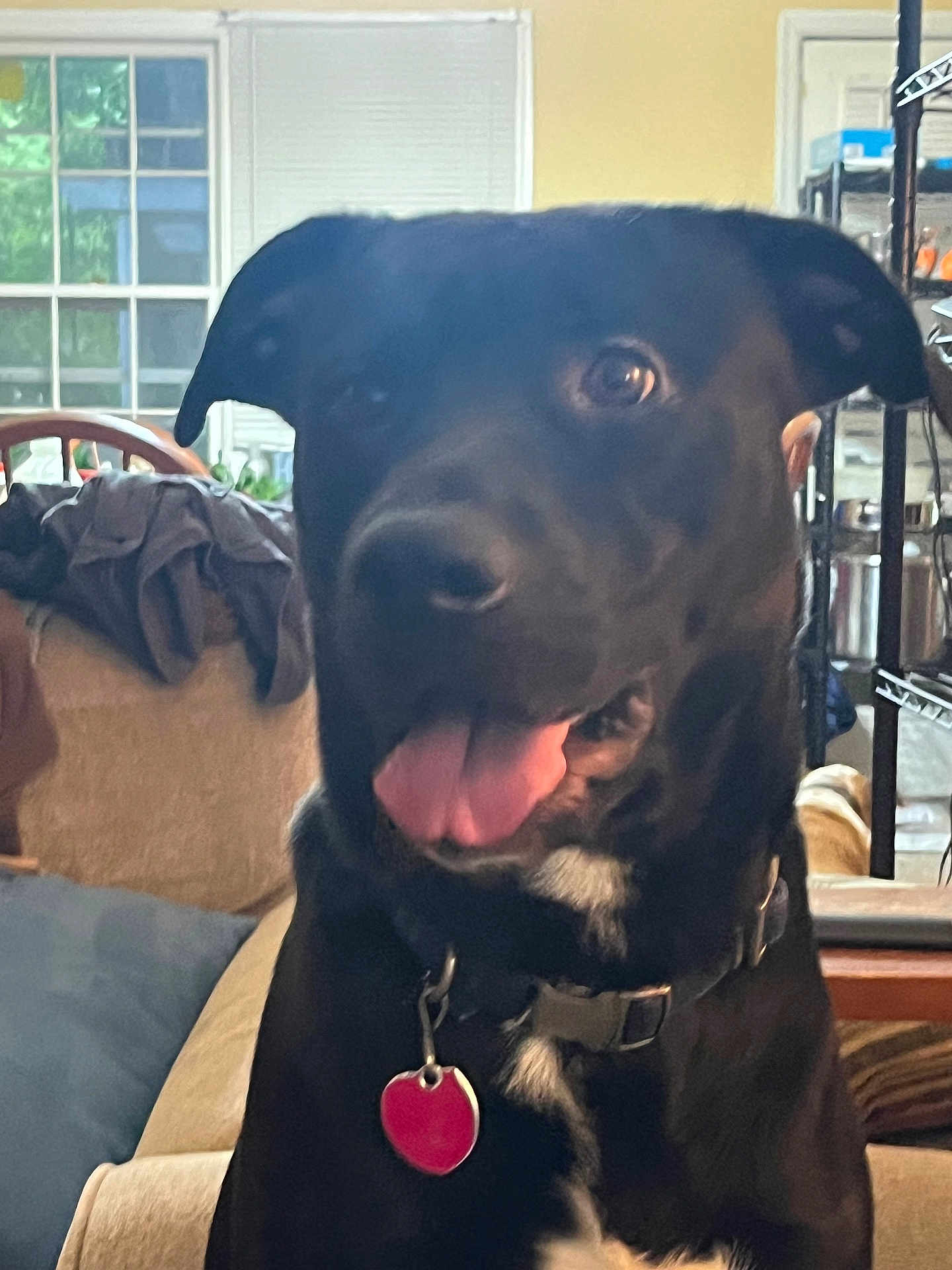 Bear Negri is registered to the contest to win money with this photo: dog, black_dog, tongue_out, indoor, couch, living_room, window, chair, shelf, pet, collar, tag, happy, animal, domestic_animal, fur, ears, nose, mouth, tongue