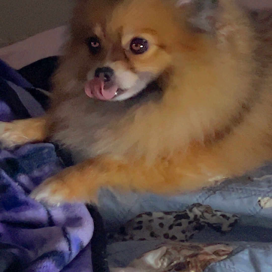 Stella Tipton is registered to the contest to win money with this photo: animal, animal_portrait, bed, blanket, brown, canine, cozy, cute, dog, fluffy, fur, indoor, lying_down, mischievous, patterned, pet, purple, quilt, resting, tongue_out
