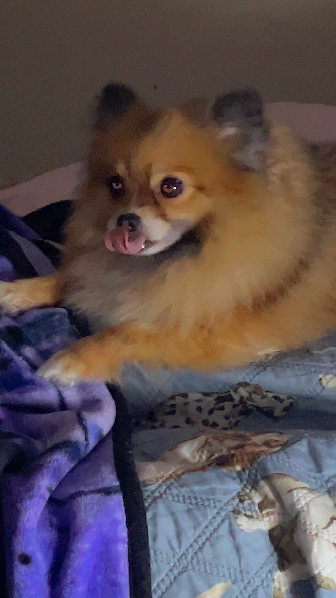 Stella Tipton is registered to the contest to win money with this photo: dog, fluffy, bed, blanket, quilt, indoor, pet, tongue_out, cute, animal, fur, cozy, resting, brown, purple, patterned, canine, animal_portrait, mischievous, lying_down