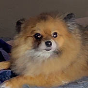 Stella Tipton is registered to the contest to win money with this photo: dog, pomeranian, fluffy, pet, bed, blanket, quilt, indoor, animal, cute, fur, small_dog, resting, face, ears, paw, looking, companion, domestic, cozy