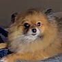 animal, bed, blanket, companion, cozy, cute, dog, domestic, ears, face, fluffy, fur, indoor, looking, paw, pet, pomeranian, quilt, resting, small_dog