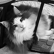 Pacha a rejoint le concours — aidez-le/la à gagner de superbes lots ! animal, black_and_white, box, cardboard_box, cat, chair, close_up, curious, cute, domestic, eyes, feline, fluffy, fur, indoor, pet, portrait, relaxed, resting, whiskers