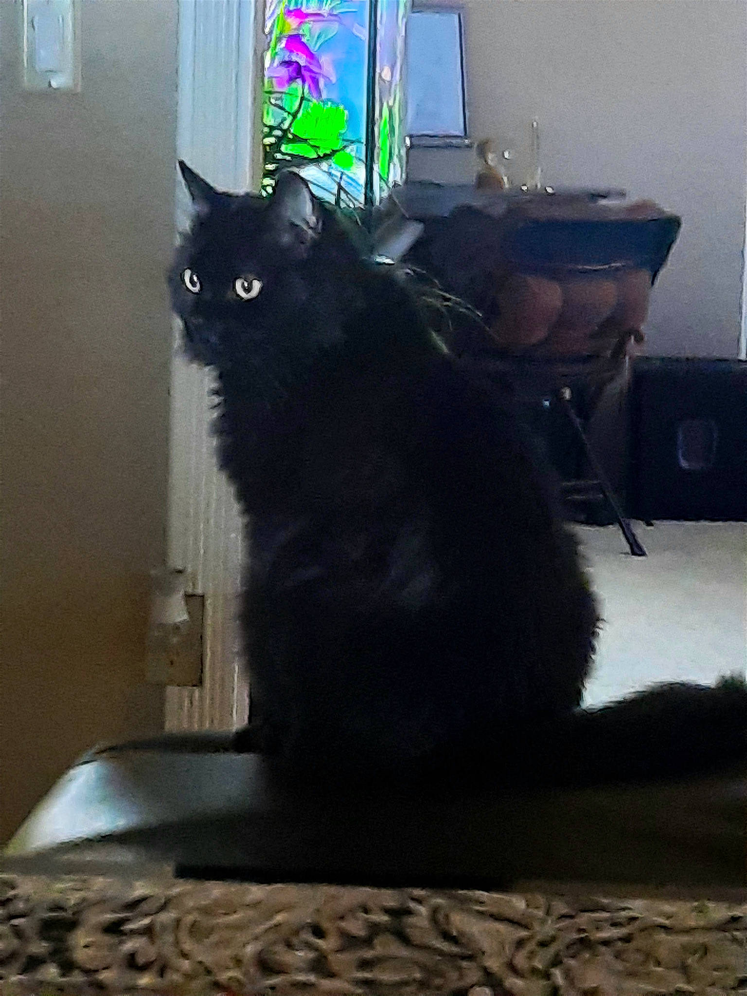 Darkness joined the competition — help win amazing prizes! black, black_cat, box, carnivore, cat, cat_supply, domestic_short_haired_cat, felidae, floor, flooring, fur, grey, hardwood, houseplant, room, small_to_medium_sized_cats, snout, tail, whiskers, window