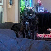 Darkness is registered to the contest to win money with this photo: aquarium, bed, black_cat, blanket, cat, clock, comforter, decor, fish_tank, flowers, framed_photos, indoor, living_room, plant, portrait, shelf, stuffed_toy, vase, whiskers, yellow_eyes