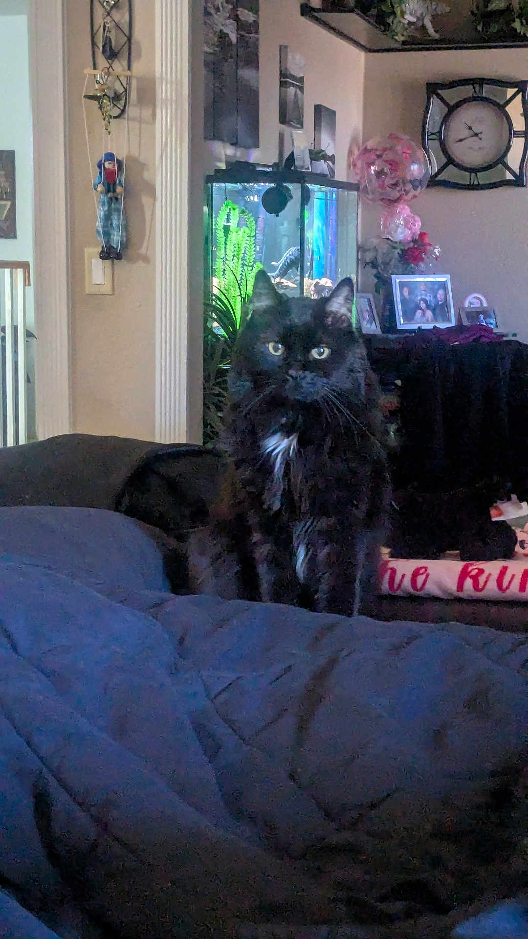 Darkness is registered to the contest to win money with this photo: aquarium, bed, black_cat, blanket, cat, clock, comforter, decor, fish_tank, flowers, framed_photos, indoor, living_room, plant, portrait, shelf, stuffed_toy, vase, whiskers, yellow_eyes